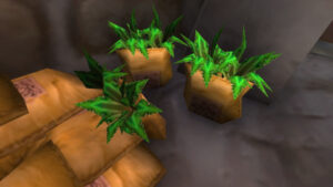 Fresh herbs growing in crates